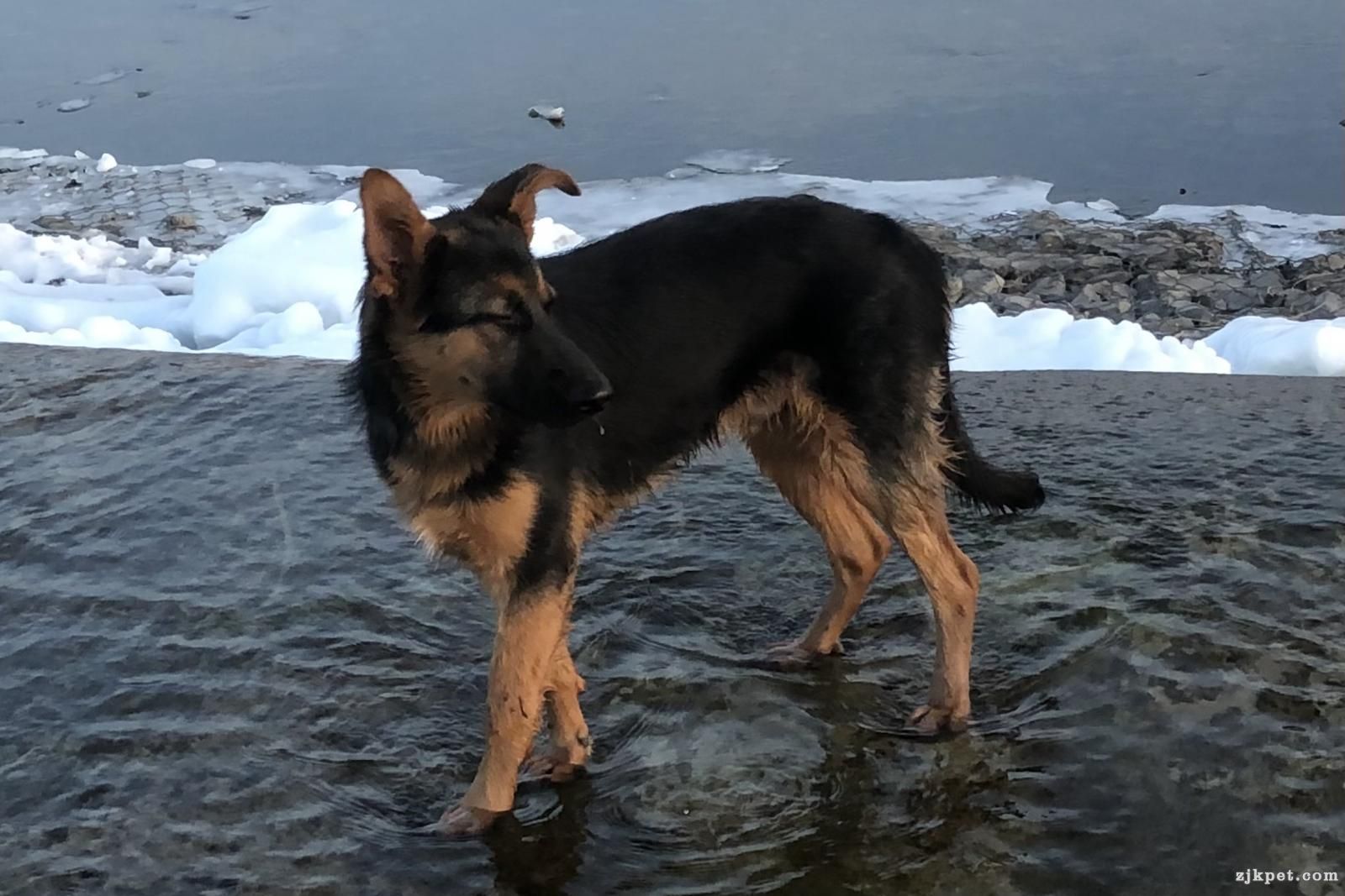 平背牧羊犬图片大全图片